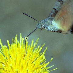 фото "Macroglossum stellatarum"