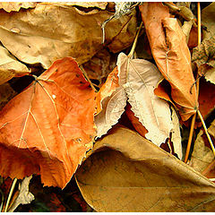 фото "Autumn Leaves"
