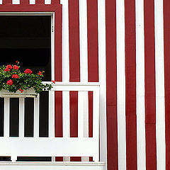 photo "Flowers in the window"