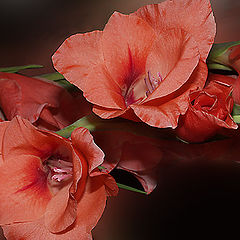 photo "Gladiolus"