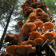 photo "Autumn umbrellas"