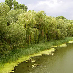 photo "Jungle of middle of Russia"