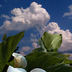 photo "Calla Lilies"