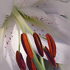 photo "lillystamen"