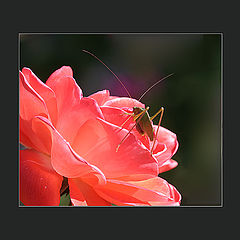 фото "Bug on a Rose"