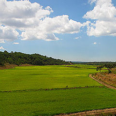 фото "Green rice"