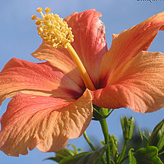photo "Hawai-flower"