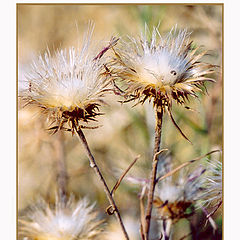 photo "Ptilostemon.."