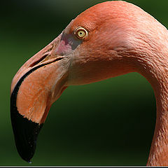 photo "The pink thinker"