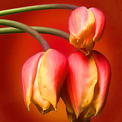 photo "Three Tulips"