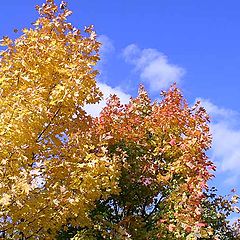 photo "Colours autumn (1)"