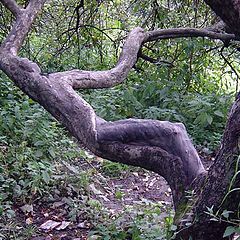 photo "Sculpture on apple tree"