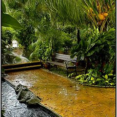 photo "Wet bench under tropical rain"