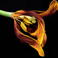 photo "Drying Tulip"