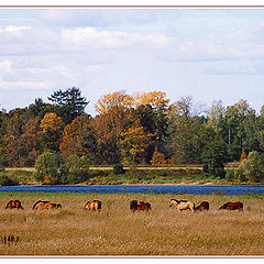 photo "Autumn pastorale"