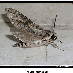 фото "Night Monster"