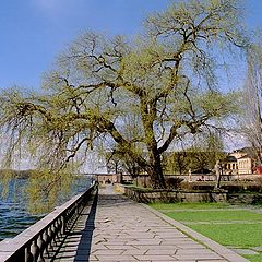 фото "Старое дерево / Стокгольм"