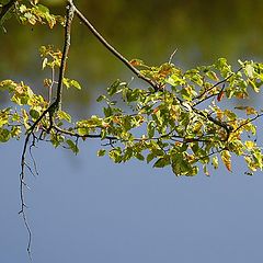 фото "Осенний привет"