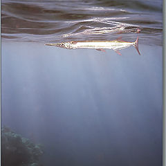photo "Underwater pictures #4"