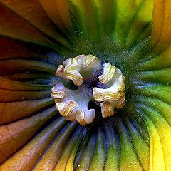 photo "Unknown flower"