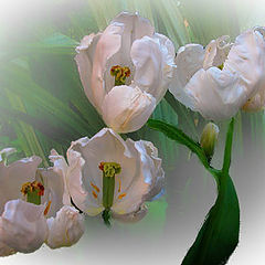 photo "Tulips"