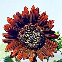 photo "My Red Sunflower"