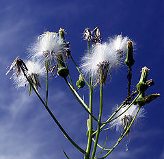 фото "Autumn Blues"