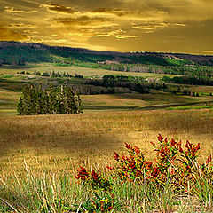 photo "meadow"