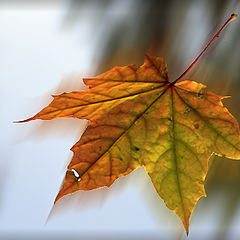 photo "autumn"