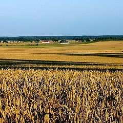 photo "cornfield"