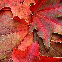 photo "The Red Colour of Fall"