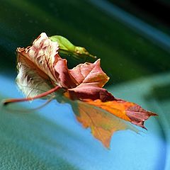 photo "First sign on the carwindshield"