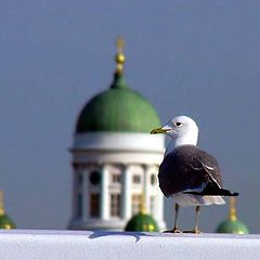 photo "The seagull in Helsinki"