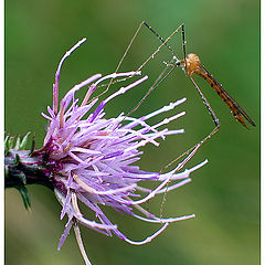 photo "Purple Flower with Guest"