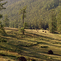 photo "Mowing in mountains."