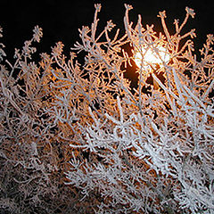 photo "Night,street,street lamp..."