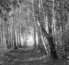 photo "Birchwood"