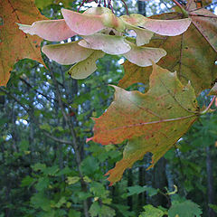 фото "Spirit of Fall"