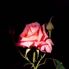 photo "Simply a rose in a ray of light"