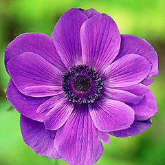 photo "an anemone 595998120.jpg"