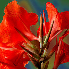 photo "Canna Lilly"