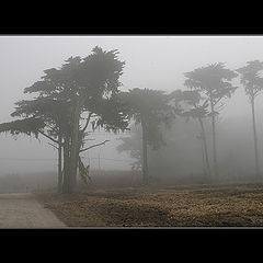 photo "Trees in the Fog"