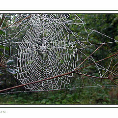 photo "Web"