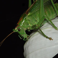 photo "Grasshopper-3"