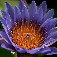 photo "Water Lily"