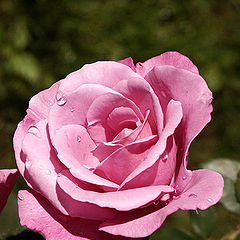 photo "a rose rose"