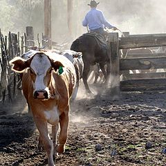 photo "Comin` at Ya!"