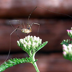 photo "Danser"