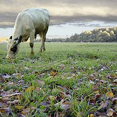 photo "Pastoral"