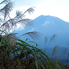 фото "Morning Grass"